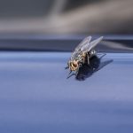 How to Get Rid of Flies in Car