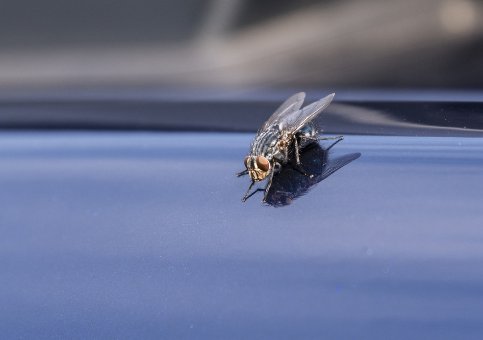 How to Get Rid of Flies in Car