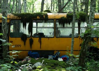 Лес, который забрал наш выпускной